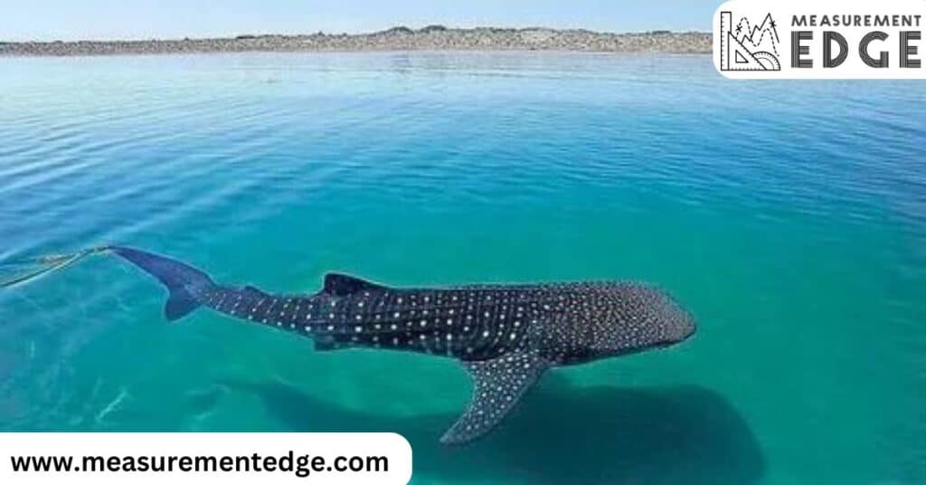 10 Things That Are 50 Feet Long or Big Whale Shark