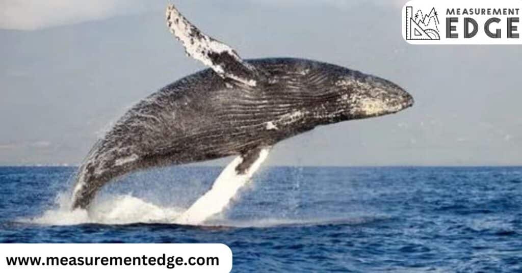 10 Things That Are 50 Feet Long or Big Humpback Whale