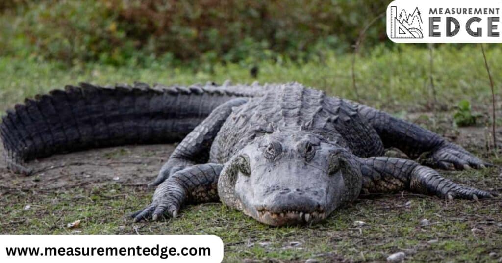 10 Things That Are 50 Feet Long or Big Five  Alligators