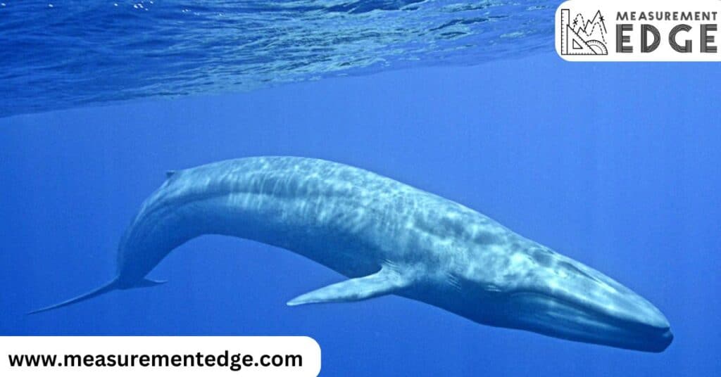 Blue Whale