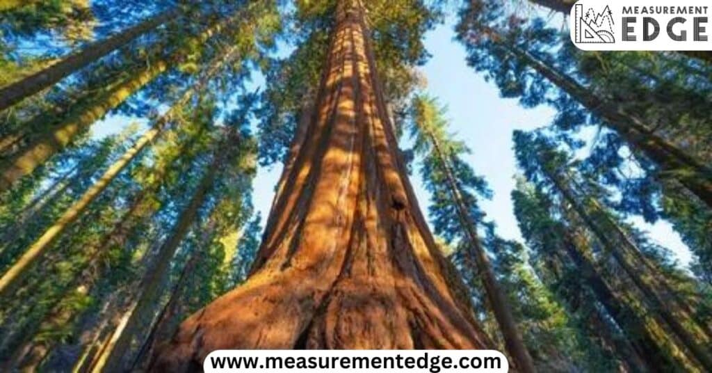 10 Things That Are 80 Feet (ft) Long 5. 1/3 Sequoias Tree