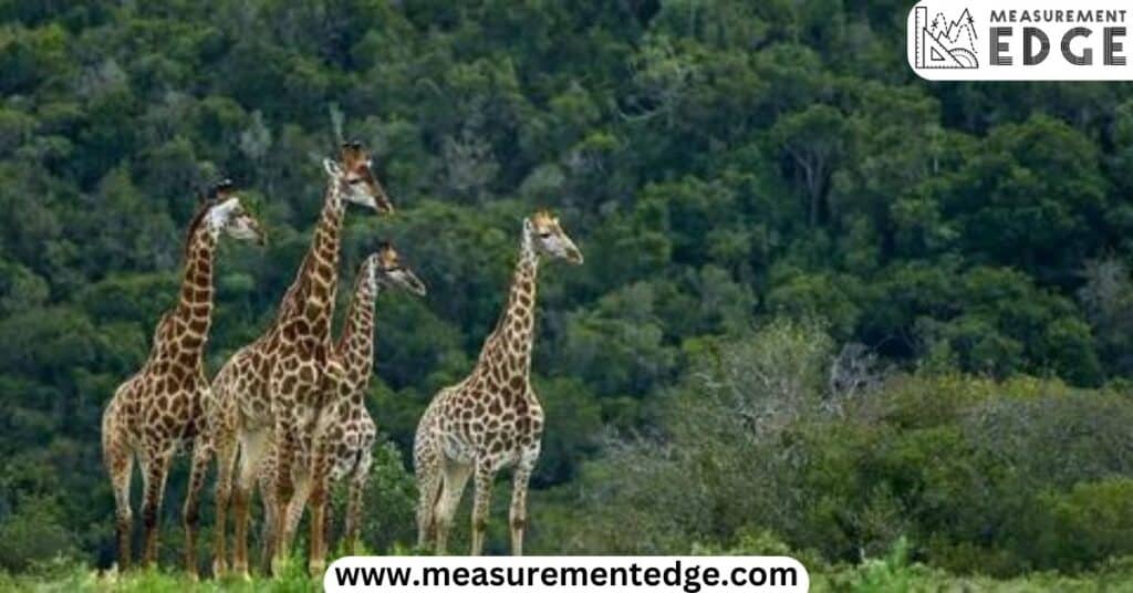 10 Things That Are 80 Feet (ft) Long Four Giraffes