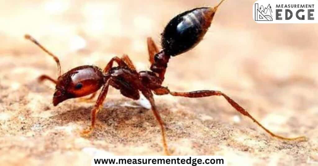 2 Millimeters (mm) Long An Ant