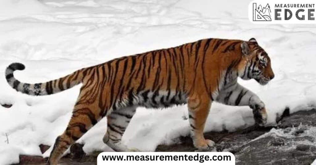 Siberian Tiger