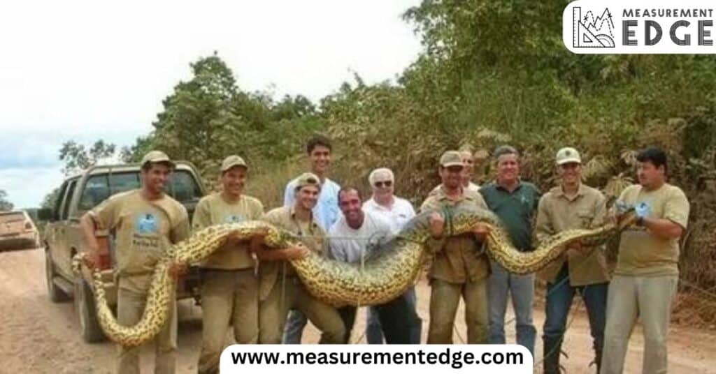 Fully Grown Anaconda